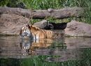 Tiger in a Pond - Peter Bills