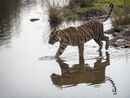 Tiger at Ranthambore - Arnie Göbel
