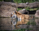 Tiger in Pond - Peter Bills