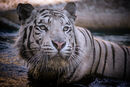 Time for a Dip - Anthony Rosner
