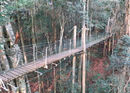 Tree Top Bridge - Steve Freeder
