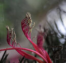 Triffids-Chris Hinson