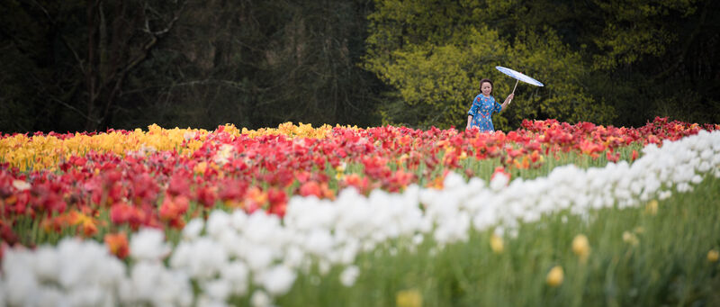 Tulips - Ajay Prasannan