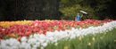Tulips - Ajay Prasannan