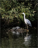Turtle sitter-David Tachauer-1