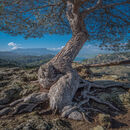 Twisted Tree - David Tyrrell