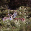 Two Bucks - Luciano Ocesca