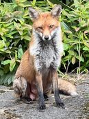 Urban Fox - Steve Freeder