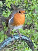 Valentines Robin - Steve Freeder