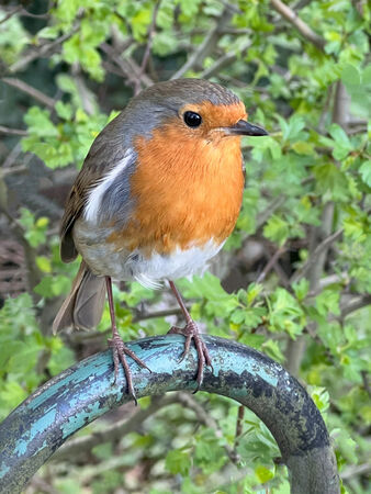 Valentines Robin  - Steve Freeder