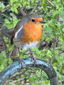 Valentines Robin  - Steve Freeder