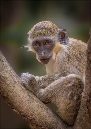 Velvet Monkey - David Tyrrell