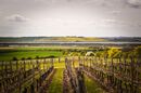 Vineyard near the Crouch - Peter Bills