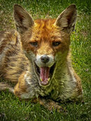 Vulpine Visitor - Alan Simpson