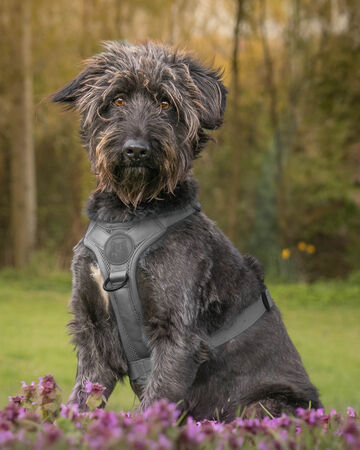 Waiting for My Forever Home - Anuraj Theivendram
