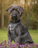 Waiting for My Forever Home - Anuraj Theivendram