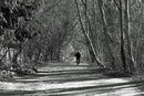 Walking in the shadows - Sue Rosner