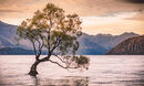 Wanaka Tree New Zealand - Anthony Rosner