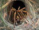 Wanstead flats labyrinth spider - EdAd