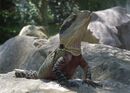 Water Dragon - Steve Freeder