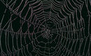 Water Droplets On Spider Web-Hank Bishop