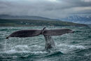 Whale - Hank Bishop
