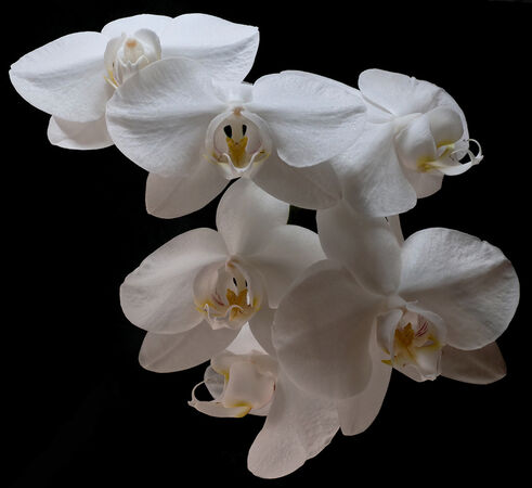 White Orchids - Sue Dyson