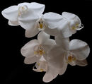 White Orchids - Sue Dyson