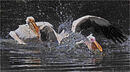 White Pelicans - Shyla Muringoor