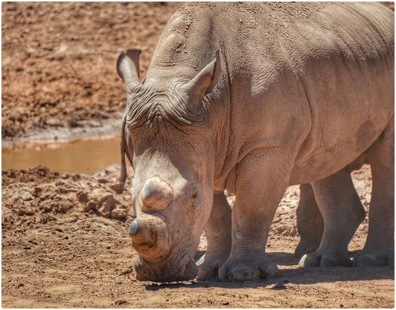 White Rhinocerous - Sue Rosner