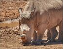 White Rhinocerous - Sue Rosner