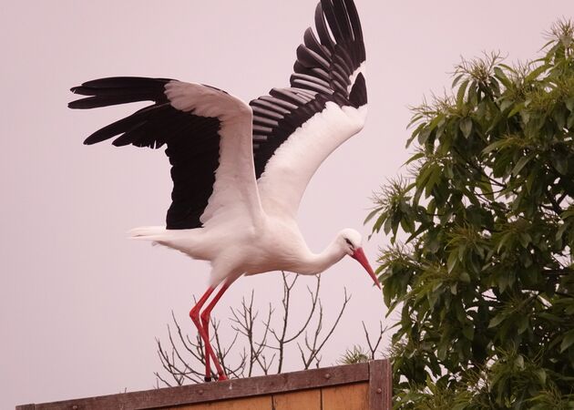 White Stork - Steve Freeder
