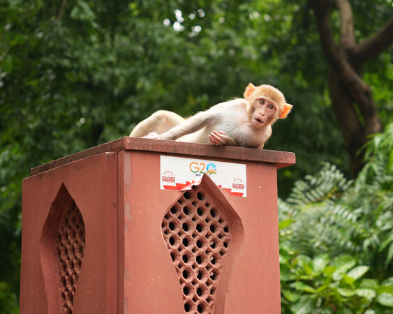 Whos that - Anuraj T