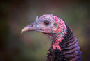 Wild Turkey - Hank Bishop