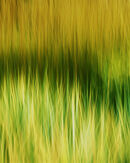 Wild grass - Lynn Saunders