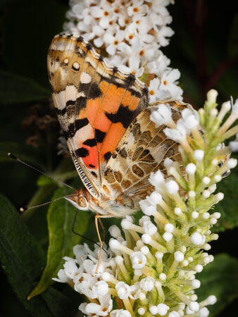 Wings in a floral waterfall - EdAd