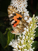 Wings in a floral waterfall - EdAd