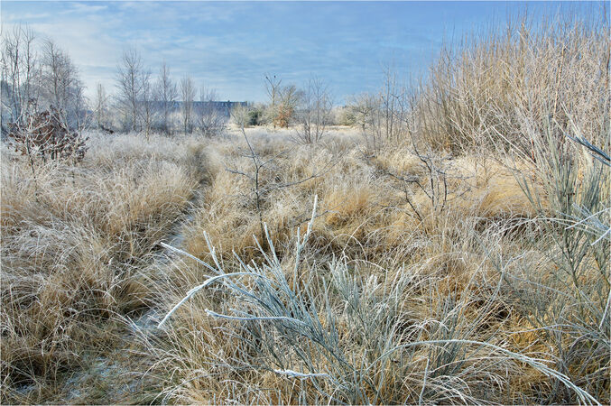 Winter at Whipps Cross - John Foster