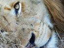 Wistful Lion - Cheri Smith
