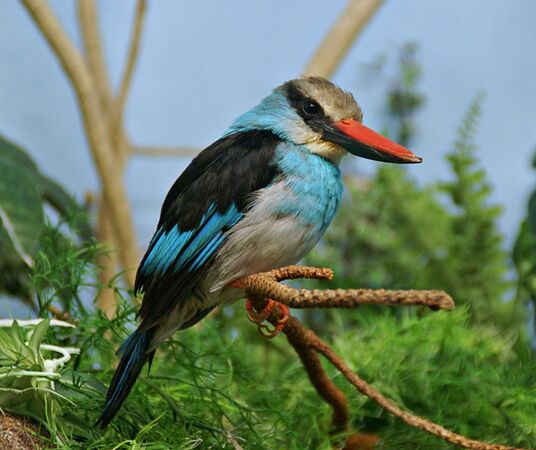 Woodland Kingfisher - Michelle Parsons