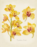 Yellow Cymbidium Orchid
