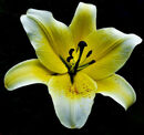 Yellow Lily - Peter Bills