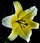 Yellow Lily - Peter Bills