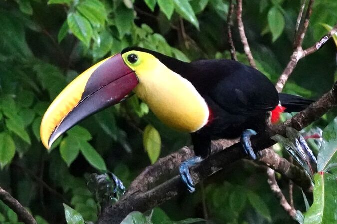 Yellow throated Toucan - Steve Freeder