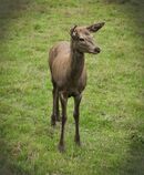 Young Red Deer - Peter Bills