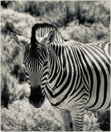 Zebra - Sue Rosner