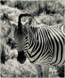 Zebra - Sue Rosner