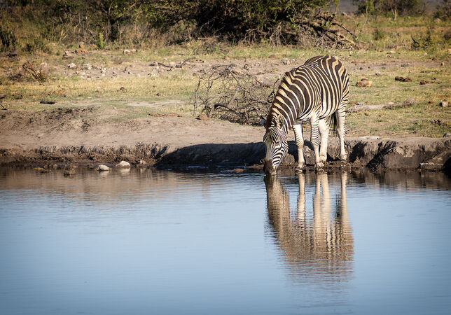 Zebra at the waterhole - Arnie Gobel