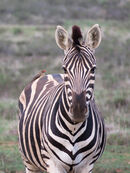 Zebra with bird - Steve Freeder