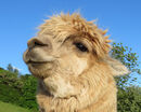 Alpaca - Steve Freeder